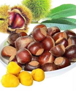 HẠT DẺ TƯƠI MỚI NGUYÊN HẠT LOẠI TO VIP - 1KG