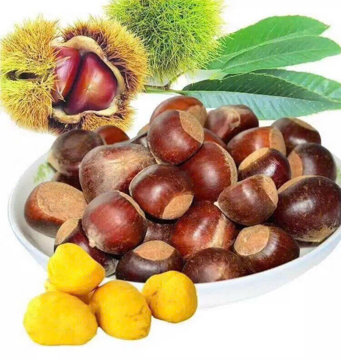 HẠT DẺ TƯƠI MỚI NGUYÊN HẠT LOẠI TO VIP - 1KG